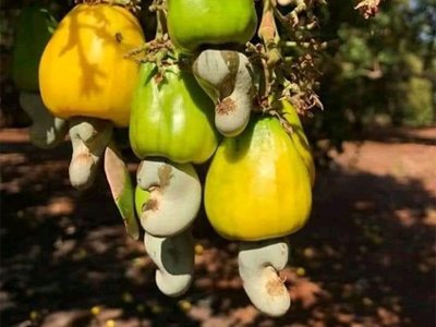 Raw Cashew Nuts