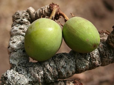 Sheanut